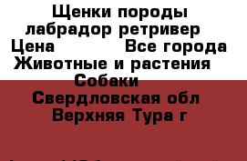 Щенки породы лабрадор ретривер › Цена ­ 8 000 - Все города Животные и растения » Собаки   . Свердловская обл.,Верхняя Тура г.
